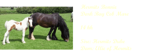 Traditional Cob Mares